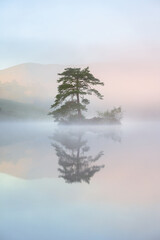 A lone tree on a beautiful calm morning with perfect reflections at Tarn Hows in The Lake District, UK. © _Danoz