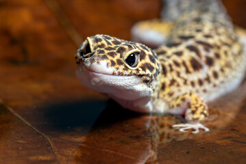 a leopard gecko among the leaf litter