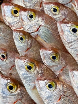 Close-Up of Fresh Silver Italian Parago Fish Displayed at a Local Market