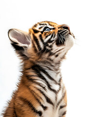 Obraz premium Cute baby tiger isolated on white background