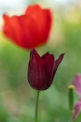 Flower photography captured in full bloom or in the quiet stages of bud or wilting