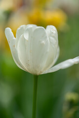 Flower photography captured in full bloom or in the quiet stages of bud or wilting