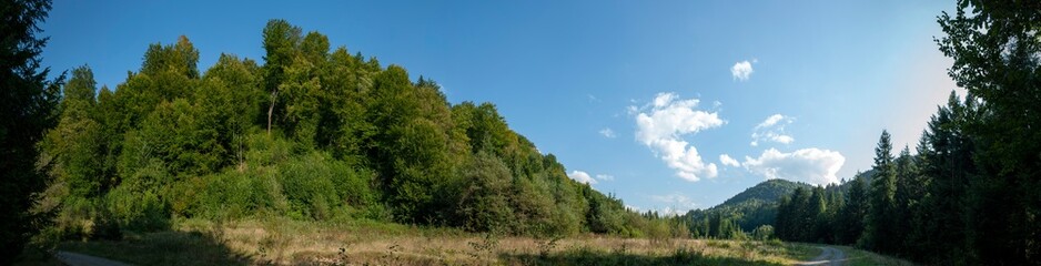 A picturesque panorama of a European spruce forest, a summer day, a clearing and beautiful sunlight on tall trees.