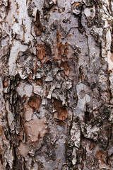 bark of a tree