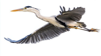 Obraz premium Graceful heron in flight against a white background, showcasing its expansive wings and elegant posture.