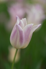 Fototapeta premium Flower photography captured in full bloom or in the quiet stages of bud or wilting