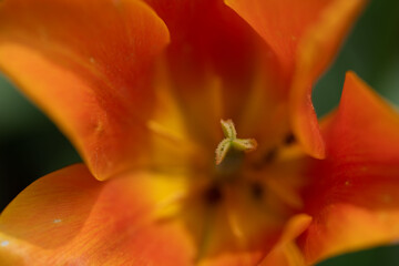 Flower photography captured in full bloom or in the quiet stages of bud or wilting