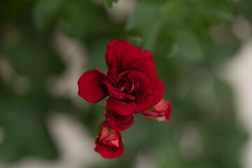 Flower photography captured in full bloom or in the quiet stages of bud or wilting