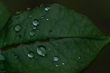 Flower photography captured in full bloom or in the quiet stages of bud or wilting