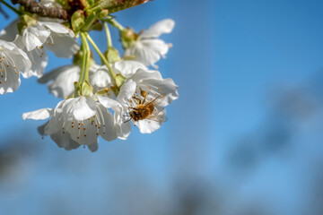 cherry tree blossom
