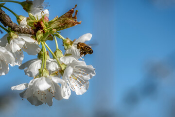 cherry tree blossom