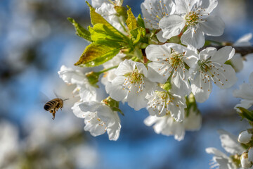 cherry tree blossom