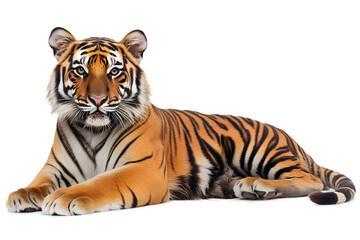 Obraz premium Walking tiger isolated on white