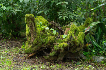 Flower photography captured in full bloom or in the quiet stages of bud or wilting
