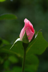 Flower photography captured in full bloom or in the quiet stages of bud or wilting