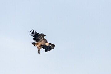 Griffon vulture (Gyps fulvus) in full flight, in the Monfragüe natural park, Extremadura, Spain.