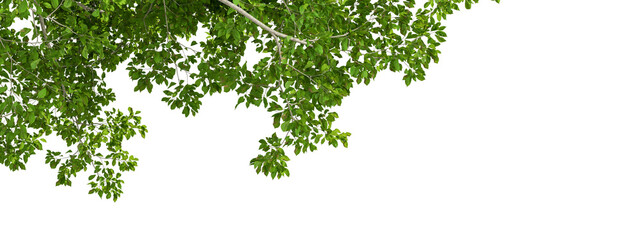 Green leaves tree branch isolated on white background © Buffstock
