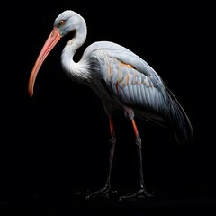 Obraz premium beautiful animal in a studio isolated on black wild life