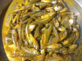 Haldi namak ka mishran kiya hua  choti machli,fresh pond small fish of steel pot,Lots of small fish in steel pot