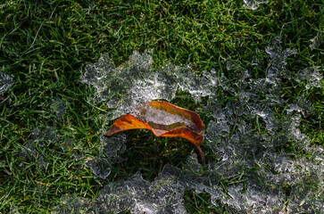 An autumn leaf and ice lie on a green lawn in the sunlight