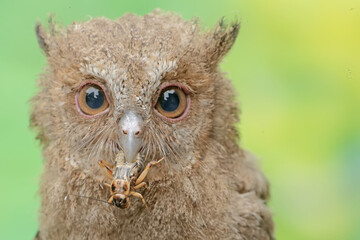 A young Javan scops owl preys on a cricket with gusto. This nocturnal bird has the scientific name Otus lempiji.