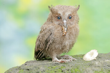 A young Javan scops owl preys on a cricket with gusto. This nocturnal bird has the scientific name Otus lempiji.
