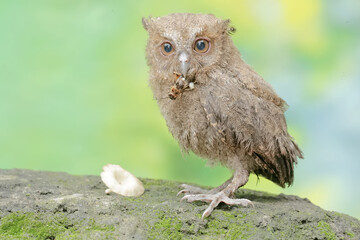 A young Javan scops owl preys on a cricket with gusto. This nocturnal bird has the scientific name Otus lempiji.