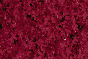 Macro monochrome magenta flowers abstract pattern. Background for presentation and design.