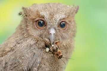 A young Javan scops owl preys on a cricket with gusto. This nocturnal bird has the scientific name...