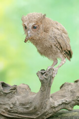 A young Javan scops owl preys on a cricket with gusto. This nocturnal bird has the scientific name Otus lempiji.