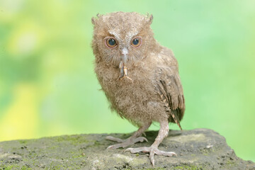 A young Javan scops owl preys on a cricket with gusto. This nocturnal bird has the scientific name Otus lempiji.