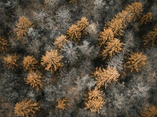 Aerial View of a Forest with Pine Trees. AI generated illustration