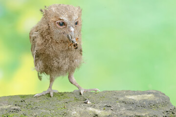 A young Javan scops owl preys on a cricket with gusto. This nocturnal bird has the scientific name...