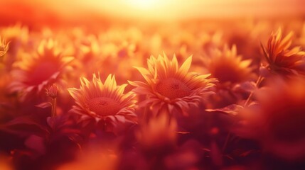 A vibrant field of sunflowers bathed in warm, golden light during sunset.