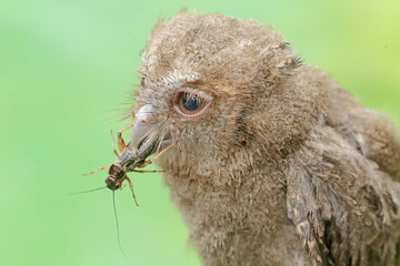 A young Javan scops owl preys on a cricket with gusto. This nocturnal bird has the scientific name...
