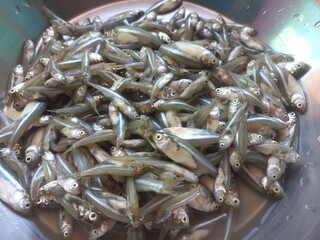 Haldi namak ka mishran kiya hua  choti machli,fresh pond small fish of steel pot,Lots of small fish in steel pot