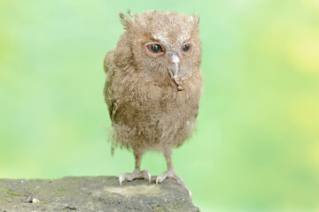 A young Javan scops owl preys on a cricket with gusto. This nocturnal bird has the scientific name Otus lempiji.