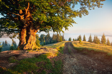 A large and old beech tree on a green lawn with lush greenery. Carpathian mountains, Ukraine, Europe.