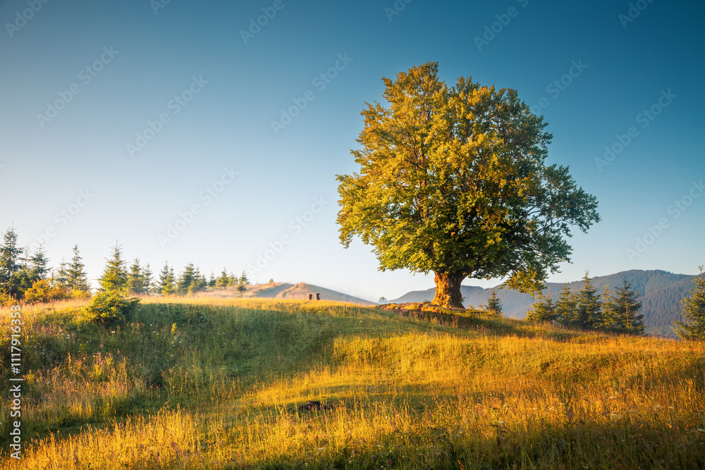 Fototapete A large and old beech tree on a green lawn with lush greenery. Carpathian mountains, Ukraine, Europe.
