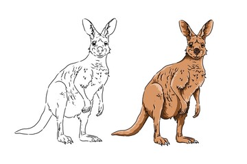 Image of kangaroo. Kangaroo sketch. Can be used as a book illustration. Illustrated kangaroo coloring book