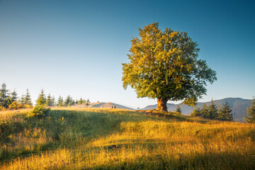 A large and old beech tree on a green lawn with lush greenery. Carpathian mountains, Ukraine, Europe.