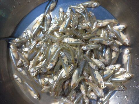 Haldi namak ka mishran kiya hua  choti machli,fresh pond small fish of steel pot,Lots of small fish in steel pot