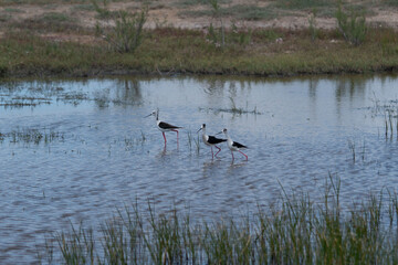 Animals tells a unique story through its expressions, movements, and environment. 