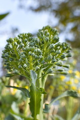 Obraz premium Growing broccoli. Ripe broccoli cabbage growing in the field. Close-up.