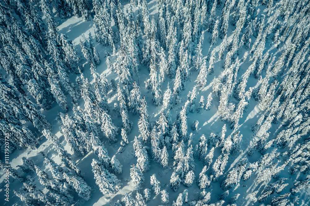 Poster aerial view of pine forest covered with snow after snowfall in winter scene.