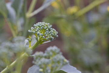 Growing broccoli. Ripe broccoli cabbage growing in open ground. Close-up. 