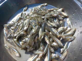 Haldi namak ka mishran kiya hua  choti machli,fresh pond small fish of steel pot,Lots of small fish in steel pot