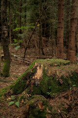 Forest landscape with mossy stump