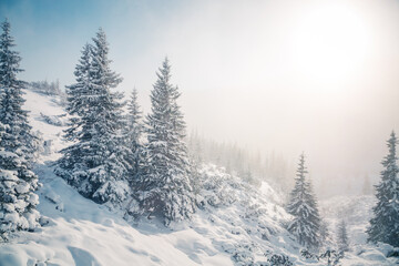 Gorgeous frosty scene of magical fir trees covered with fresh snow in sunny weather. Photo wallpaper.