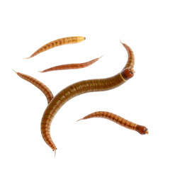 Worms isolated on the blank background